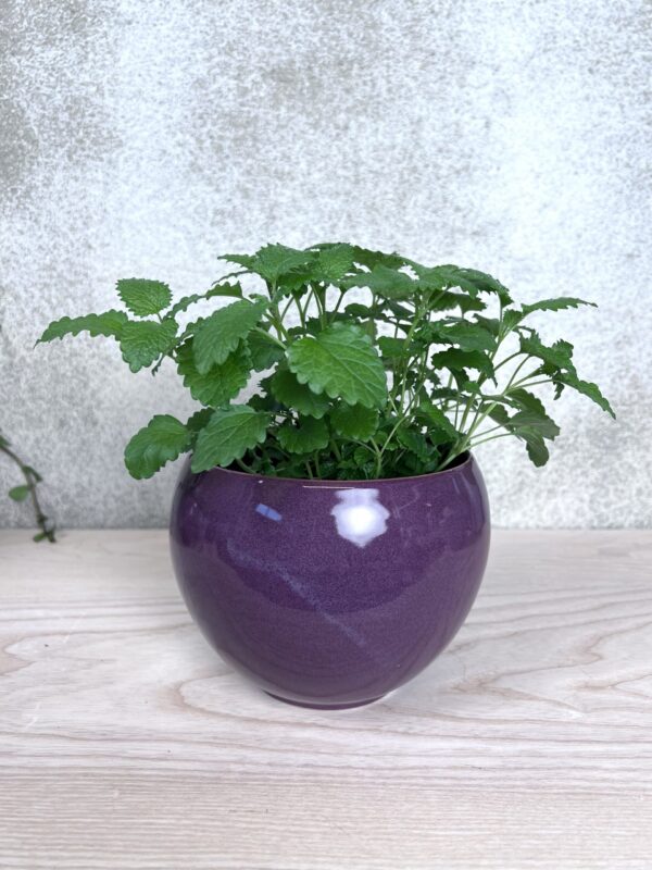 Kukkaruukku - Image 3
